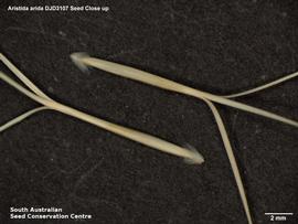   Florets:   Aristida arida ; Photo by South Australian Seed Conservation Centre, used with permission
